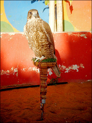 United Arab Emirates, Dubai - Falcon in the desert