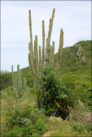 Netherlands Antilles, Curaçao - Portomarie, cactus