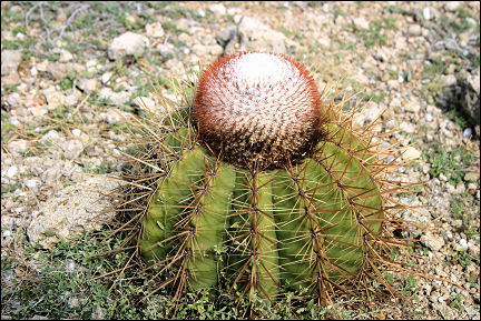 Netherlands Antilles, Curaçao - Parke Nashonal Shete Boka, 'breast' cactus