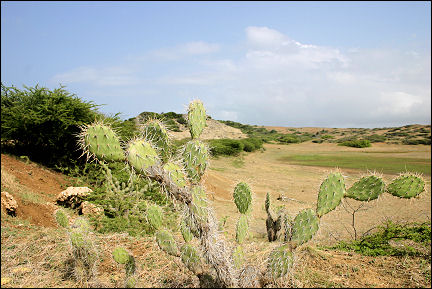 Netherlands Antilles, Curaçao - Parke Nashonal Shete Boka, landscape with cactuses