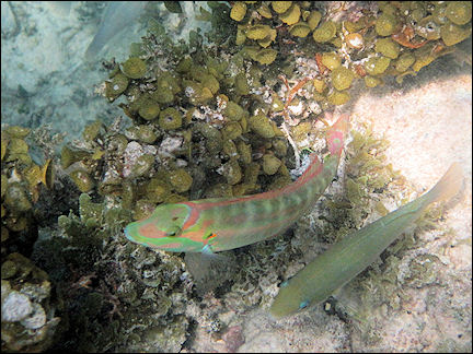 Leeward Islands, Sint Maarten - Fish near Pinel Island