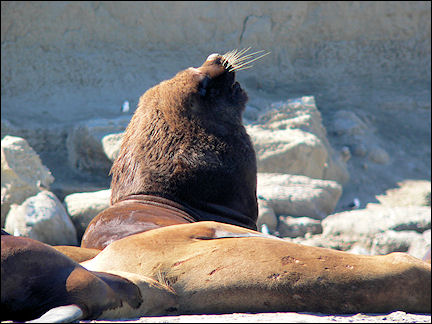 Argentina - Seal on Peninsula Valdez
