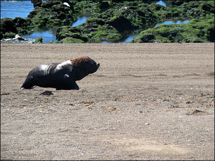 Argentina - Male seal on Peninsula Valdez