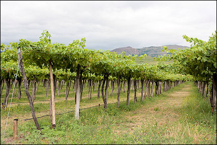 Argentina - Vineyard
