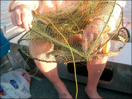 Australia, Queensland - Catching lobsters
