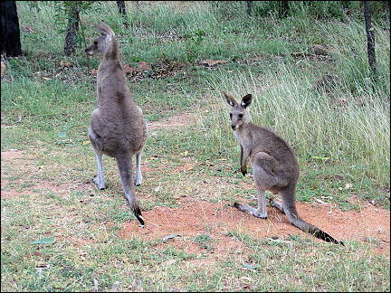 Australia, Undara National Park - Kangaroos
