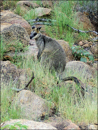 Australia, Undara National Park - Kangaroo