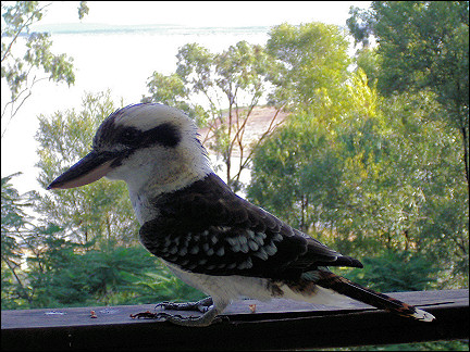Australia - Kookaburra