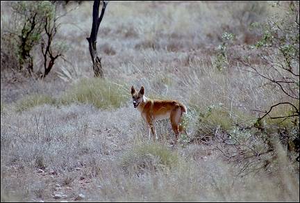 Australia, Northern Territory - Dingo