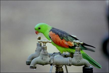 Australia, Northern Territory - Parrot on water tap