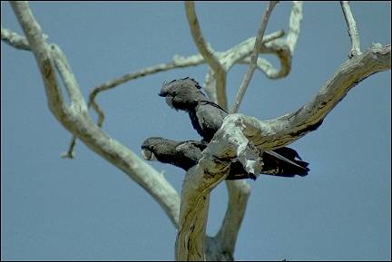 Australia, Northern Territory - Cockatoos