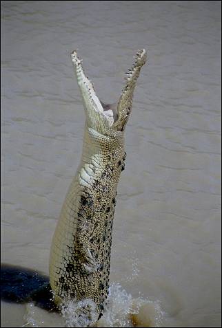 Australia, Northern Territory - Jumping crocodile