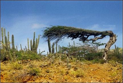 Aruba - National Park Arikok, Divi Divi tree