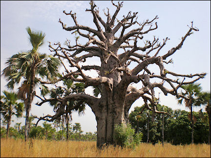 Burkina Faso - Baobab