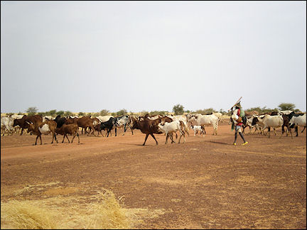 Burkina Faso - cows