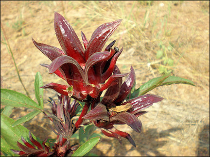 Burkina Faso - flower for bissap