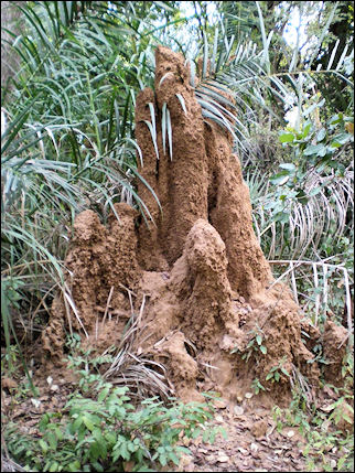 Burkina Faso - Termite mound