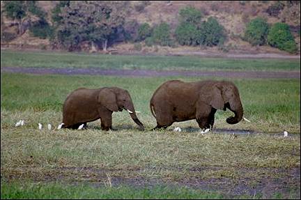Botswana - Elephants grazing in the river