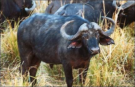 Botswana - Buffalo