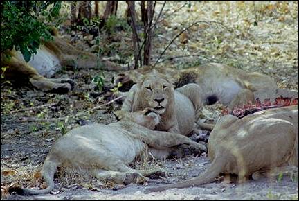 Botswana - Lions gorging themselves on a kudu
