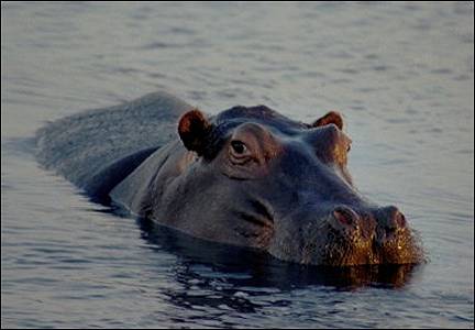 Botswana - Hippo