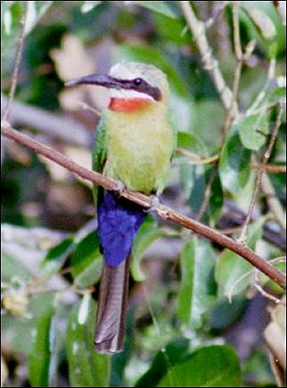 Botswana - Bee-eater