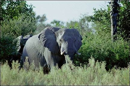 Botswana - Elephant