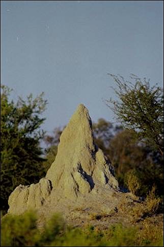 Botswana - Termite mound