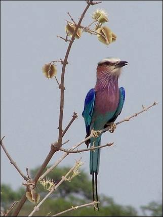 Pilanesberg National Park - Bird
