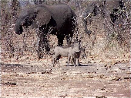 Zimbabwe - Zambezi National Park, elephants and wart hogs