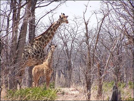 Zimbabwe - Zambezi National Park, giraffes