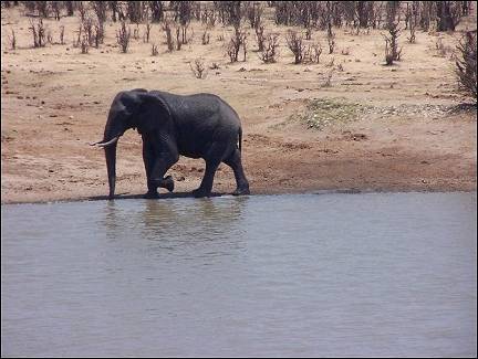Zimbabwe - Hwange National Park, elephant