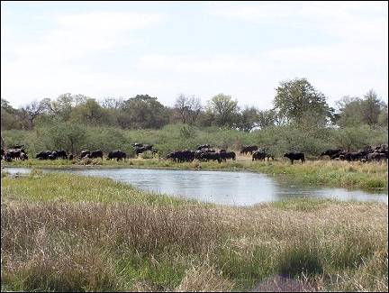 Botswana - Moremi Wildlife Reserve, buffalo