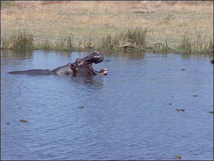 Botswana - Moremi Wildlife Reserve, hippo