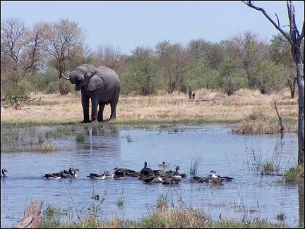 Botswana - Moremi Wildlife Reserve, elephant