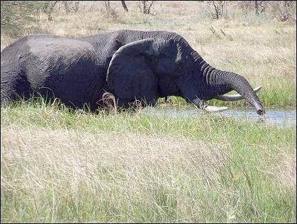 Botswana - Okavanga Delta, elephant in the water