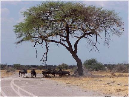 Namibia - Etosha National Park