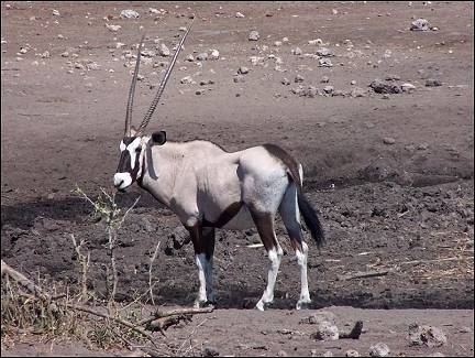 Namibia - Oryx in Etosha National Park