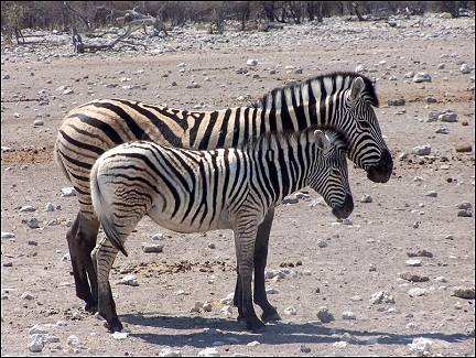 Namibia - Zebras in Etosha National Park