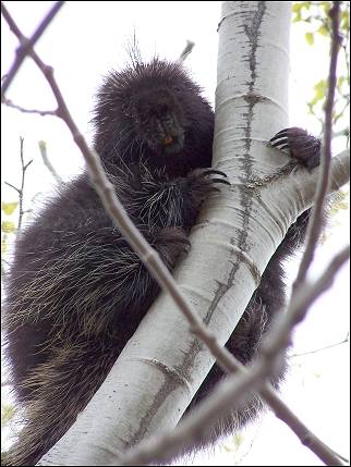 Canada - North American porcupine