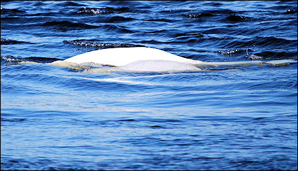 Canada, Quebec - Beluga whale with (grey) calf in the Saint Lawrence River