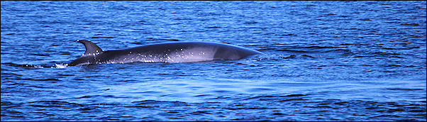 Canada, Quebec - Minke whale in Saint Lawrence River