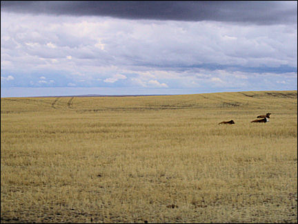 Canada, Saskatchewan - Grasslands Park, buffalo