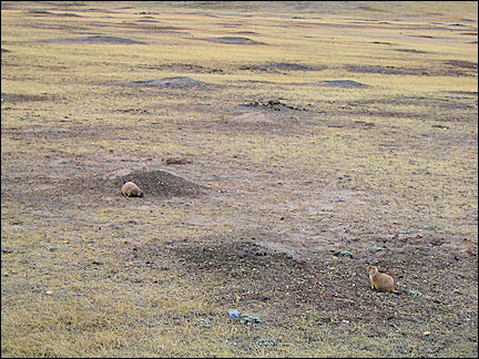 Canada, Saskatchewan - Grasslands National Park, Prairie dog colony