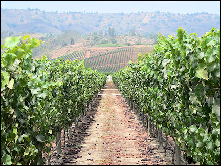 Chile - Wine region near Casablaca, between Valparaiso and Santiago