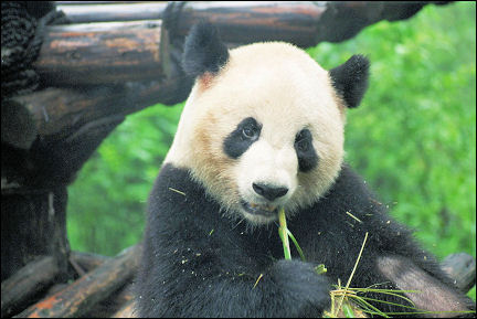 China, Sichuan - Panda Breeding Center Chendu