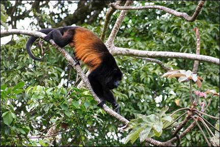 Costa Rica - Monkeys