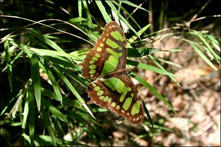 Costa Rica - National Park Rincón de la Vieja, butterfly