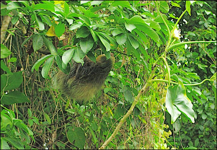 Costa Rica - Tortuguero, Sloth seen during canoe trip