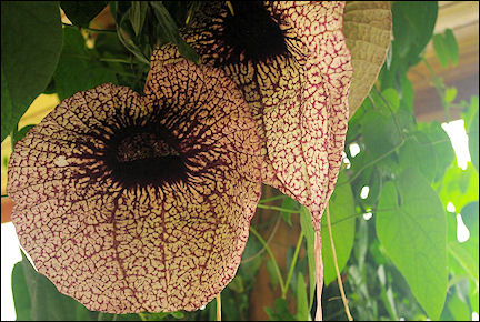 Costa Rica - Flower, forty centimeters diameter